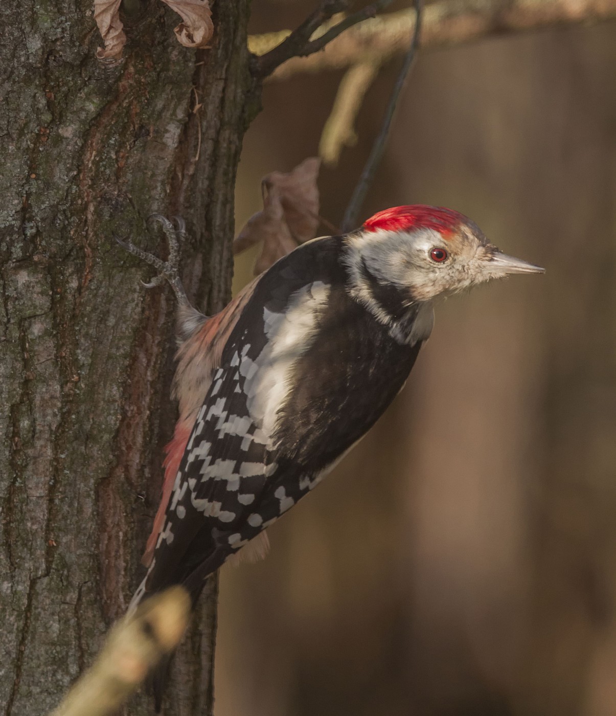 Strakapoud prostřední (Dendrocopos medius)