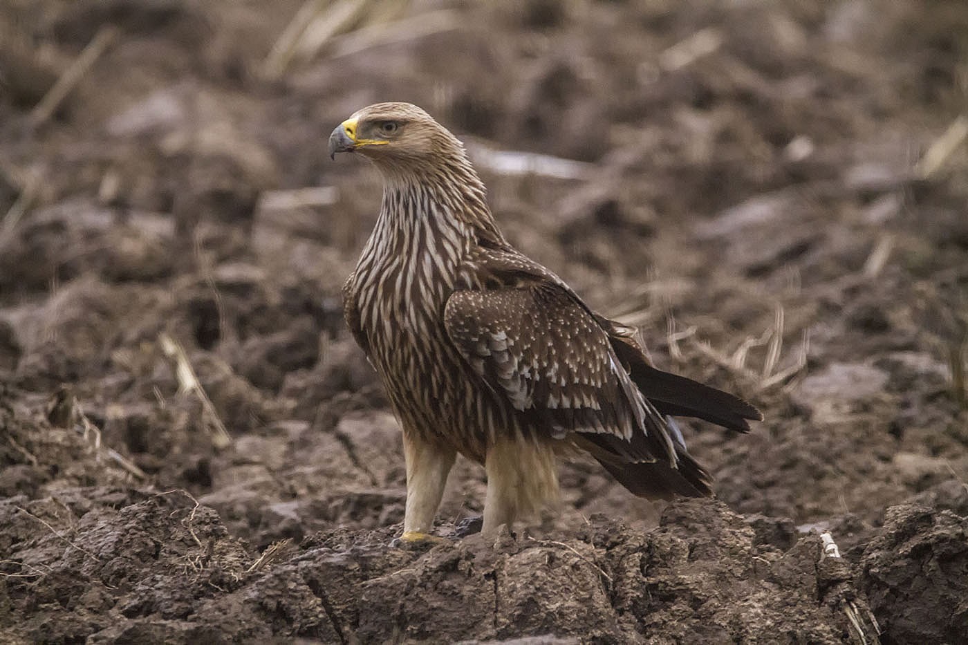 Orel královský (Aquila heliaca)